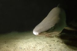 Sand Tiger Shark. Nikon D70 14mm lens by Grant Kennedy 